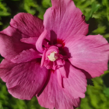 Гибискус Flower Tower Ruby