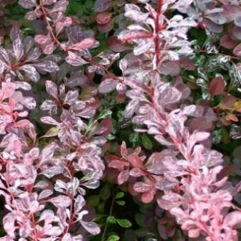 Барбарис Rosy Rocket