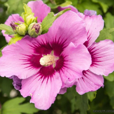 Гибискус Flower Tower Purple