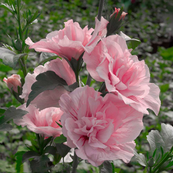 Гибискус Pink Chiffon