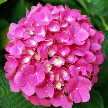 Гортензия Forever&ever Pink крупнолистовая