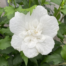Гибискус White Chiffon 