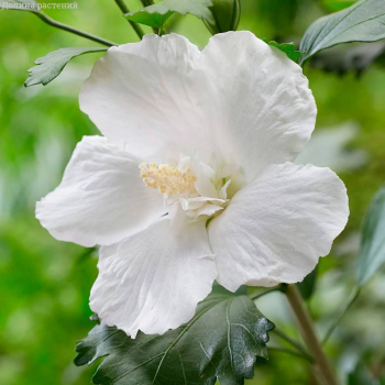 Гибискус Flower Tower White