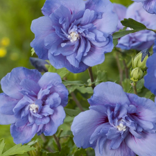 Гибискус Blue Chiffon
