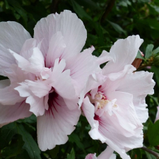 Гибискус China Chiffon
