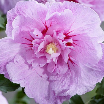 Гибискус Lavender Chiffon