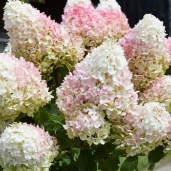 Гортензия Little Blossom метельчатая
