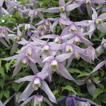 Клематис альпийский (княжик) Вилли (Clematis alpina Willy)