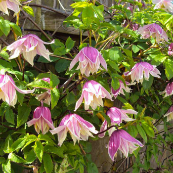 Клематис альпийский (княжик) Пропертиус (Clematis alpina Propertius)