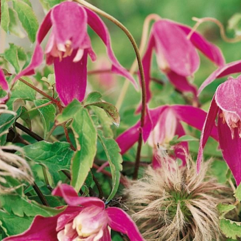 Клематис альпийский (княжик) Руби (Clematis аlpina Ruby)