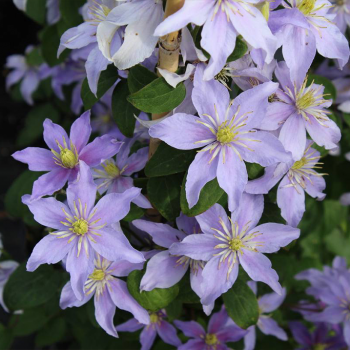 Клематис альпийский (княжик) Юста (Clematis alpina Justa)