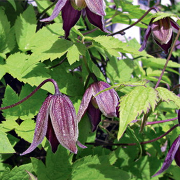 Клематис альпийский (княжик) Брюнет (Clematis alpina Brunette)