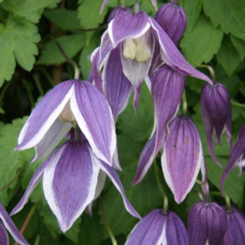Клематис альпийский (княжик) Блю Эклипс (Clematis alpina Blue Eclipse) 