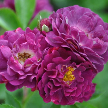 Роза Bleu Magenta