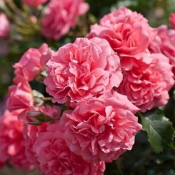 Роза Rosarium Uetersen