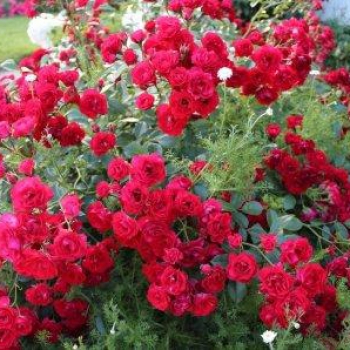 Роза Scarlet Meillandecor