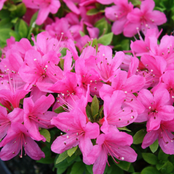 Азалия японская Geisha Pink
