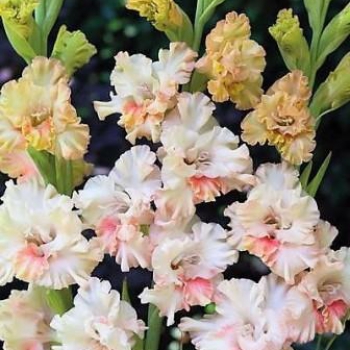 Гладиолус Krispi Ruffle