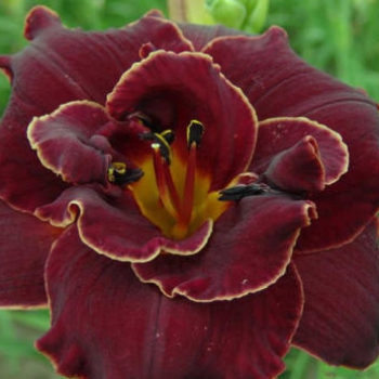 Лилейник Burgundy Love